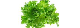 jaasalaatti