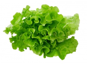 lehtisalatti